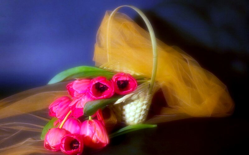 Pink Tulips in Basket — Yellow