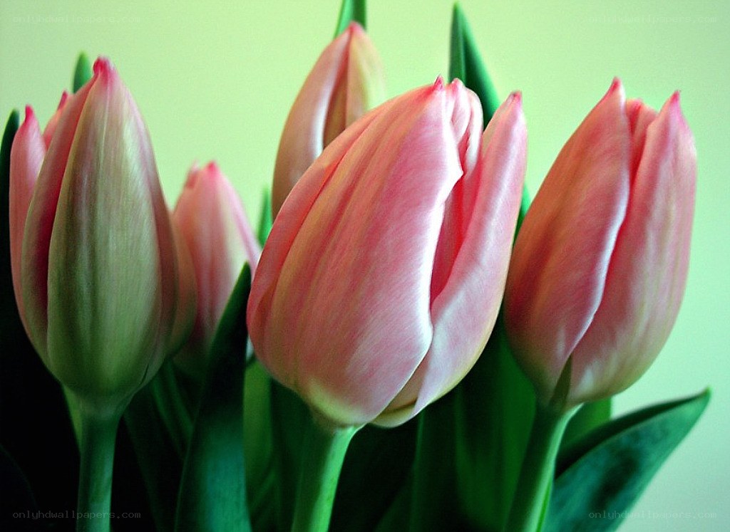 Pink tulips in bloom
