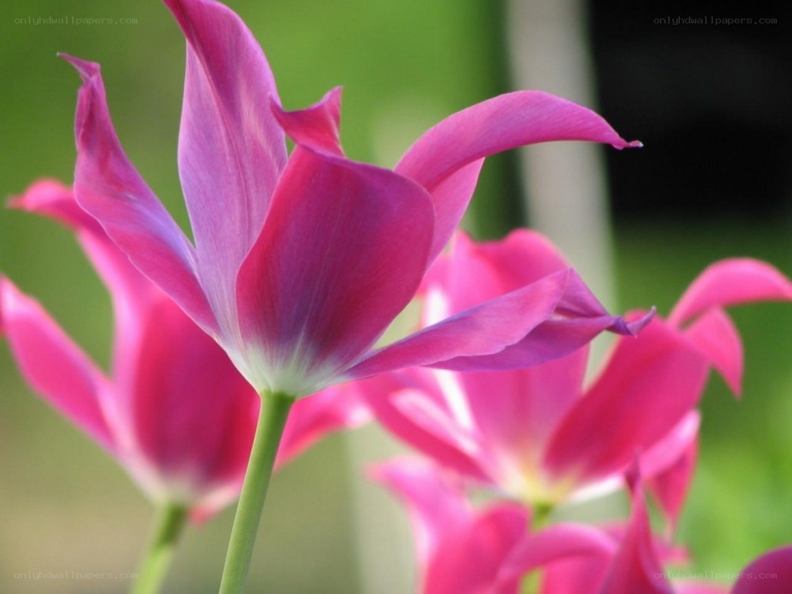 Pink tulips in bloom