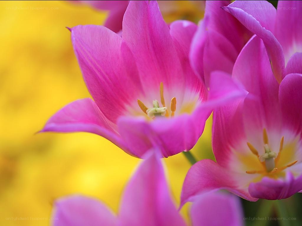 Pink tulips in bloom