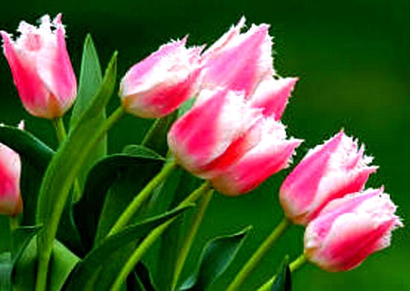 Pink tulips in bloom
