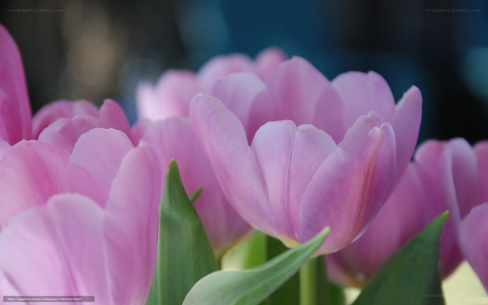 Pink tulips in bloom