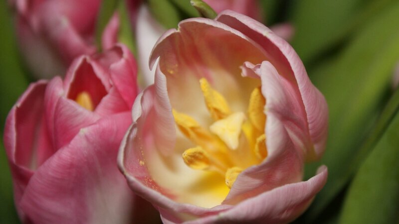 Pink tulips in bloom