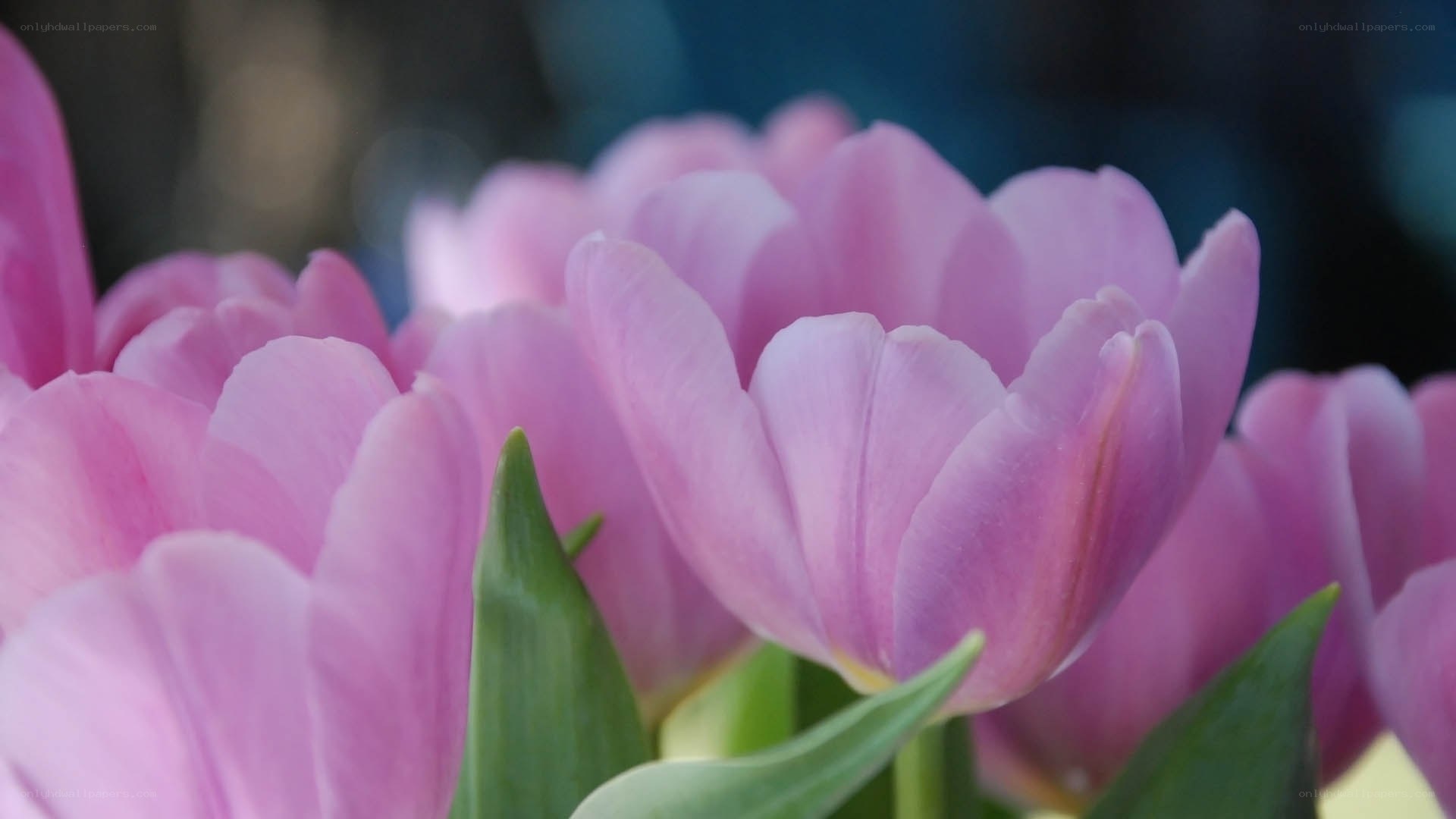 Pink tulips in bloom