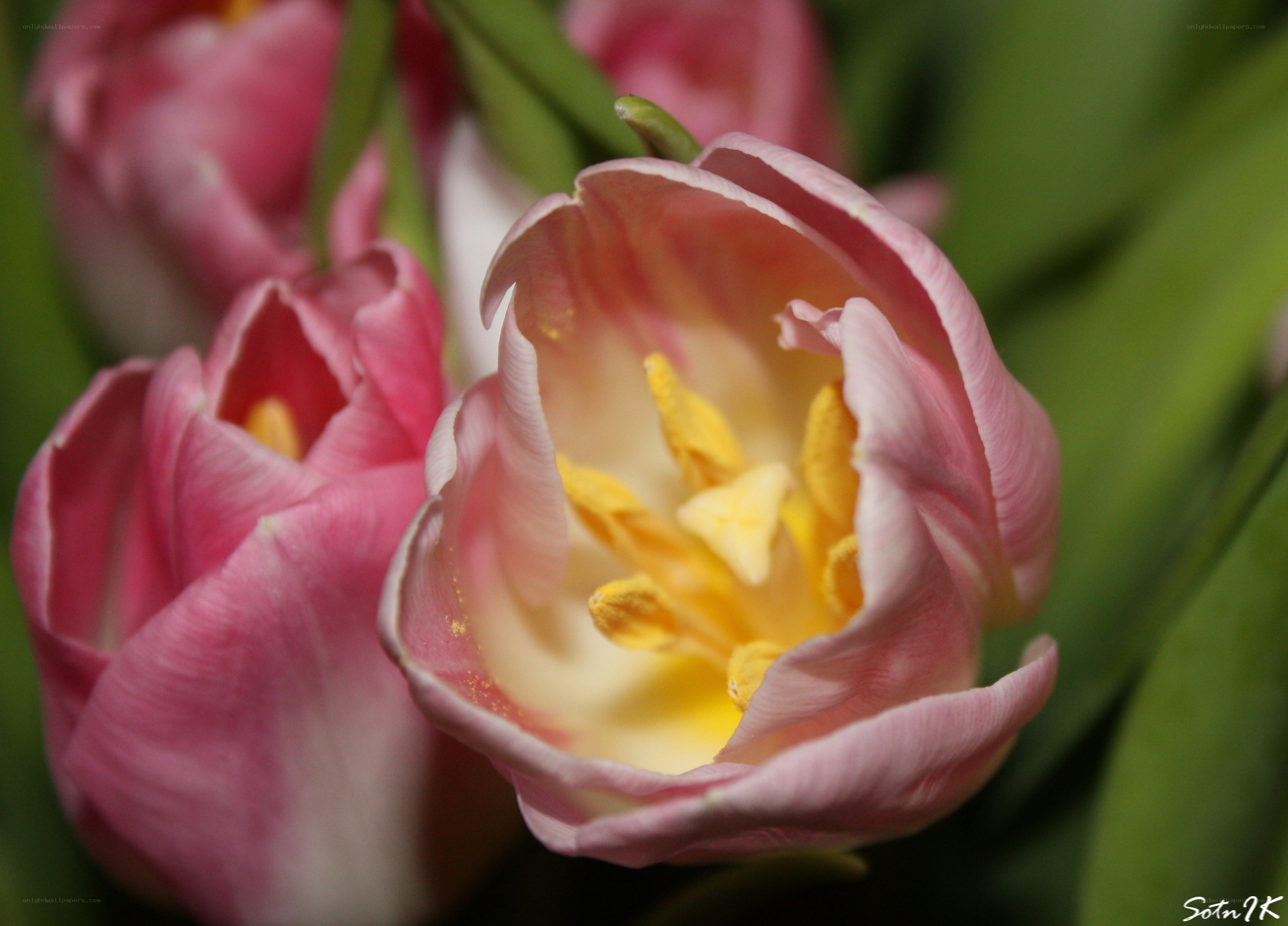 Pink tulips in bloom
