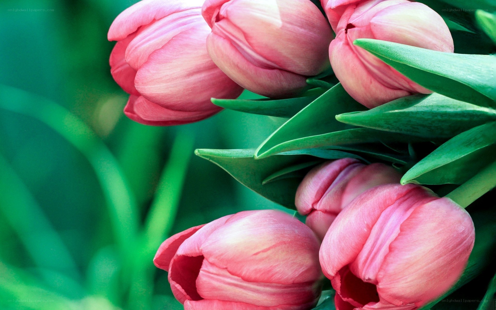 Pink tulips in bloom