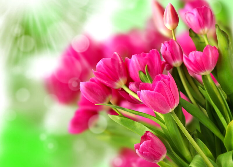 Pink Tulips in Bloom — Bright, Spring