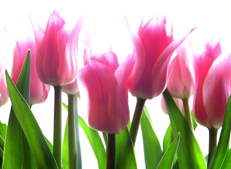 Pink Tulips in Bloom — Bright