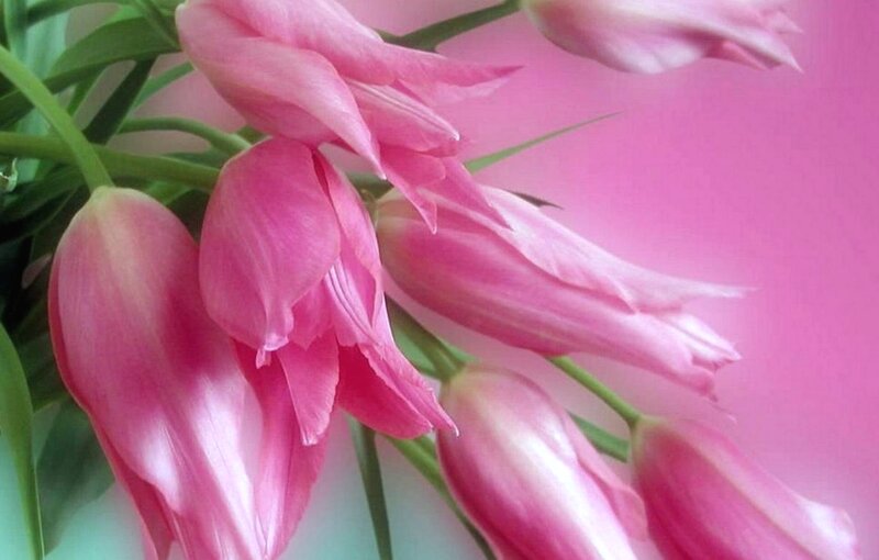 Pink Tulips in Bloom — Calm, Photograph