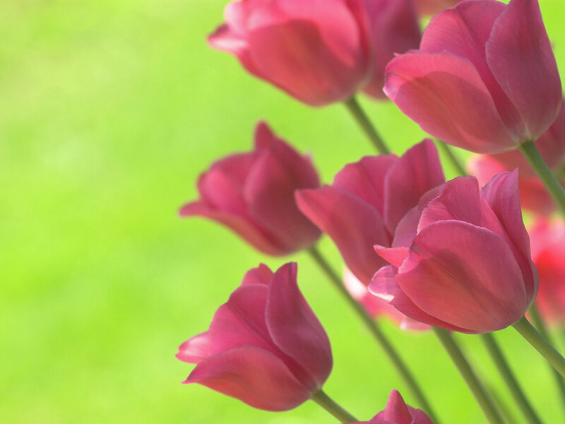Pink Tulips in Bloom — Calm, Spring, Photograph, Flowers