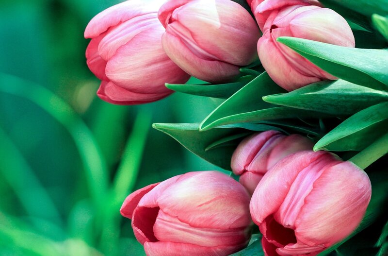 Pink Tulips in Bloom — Calm, Spring, Photograph, Green Leaves, Buds