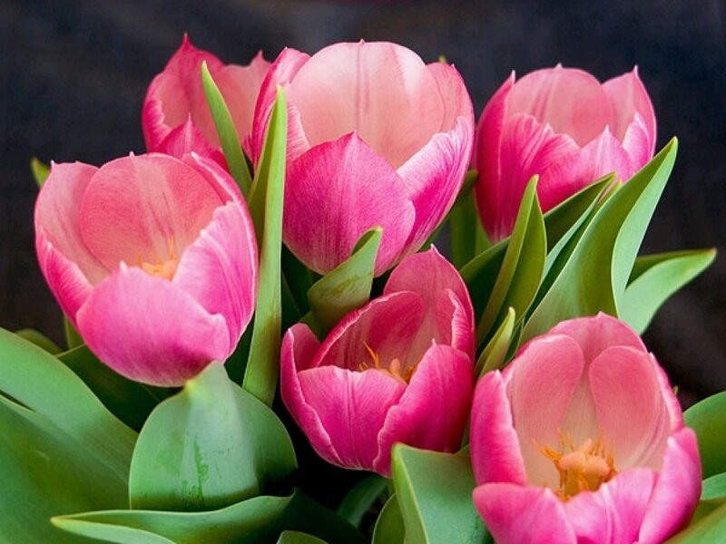Pink Tulips in Bloom — Calm, Spring, Photograph, Green Leaves