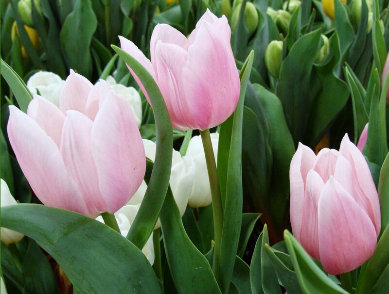 Pink Tulips in Bloom — Calm, Spring, Photograph
