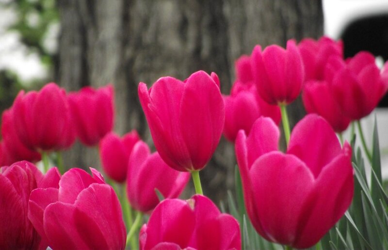 Pink Tulips in Bloom — Calm, Spring, Photograph, Tree Trunk