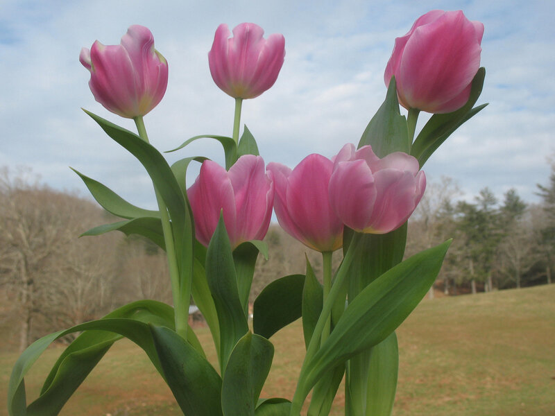 Pink Tulips in Bloom — Calm, Spring