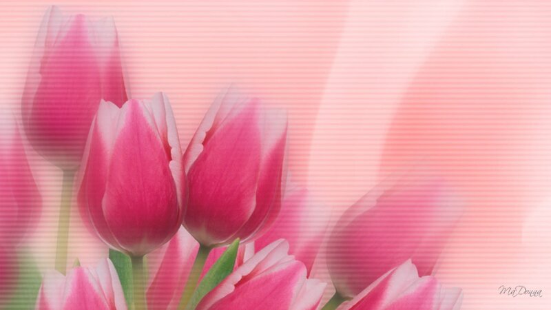 Pink Tulips in Bloom — Calm