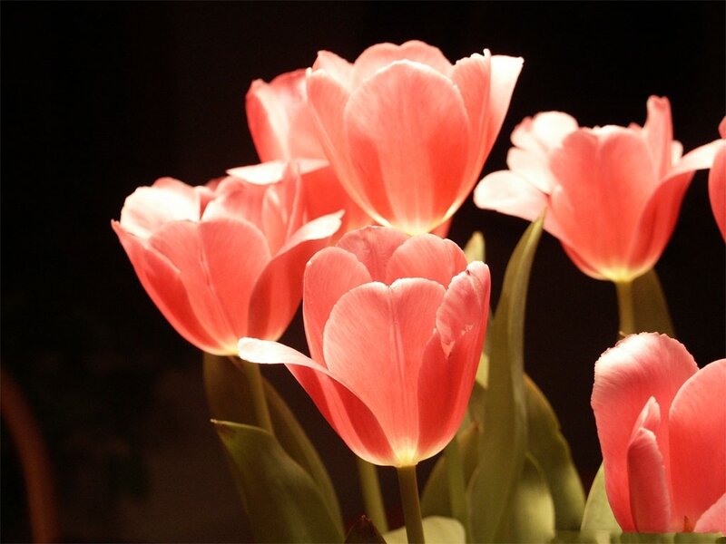 Pink Tulips in Bloom — Dramatic