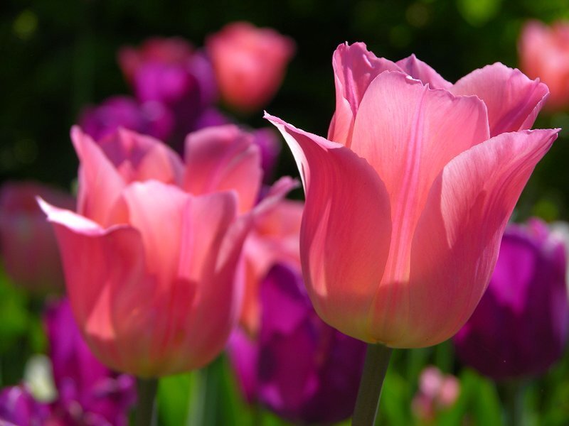 Pink Tulips in Bloom — Serene, Afternoon, Photograph, Flowers
