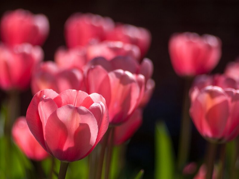 Pink Tulips in Bloom — Serene, Afternoon