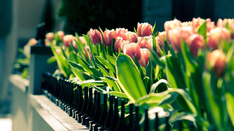 Pink Tulips in Bloom — Serene, Morning