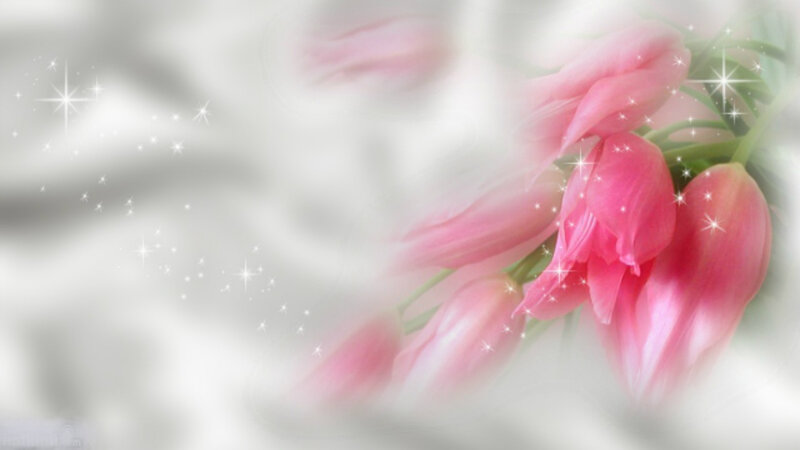 Pink Tulips in Bloom — Serene, Photograph, Flowers, Sparkles