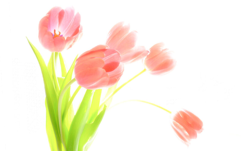 Pink Tulips in Bloom — Serene, Photograph, Green Stems, White Background