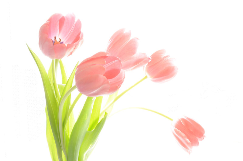 Pink Tulips in Bloom — Serene, Photograph