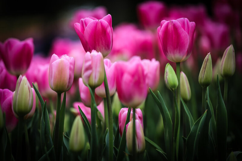 Pink Tulips in Bloom — Serene, Spring, Photograph, Buds, Green Leaves