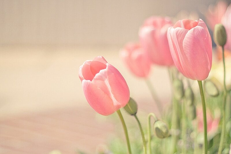 Pink Tulips in Bloom — Serene, Spring, Photograph, Buds