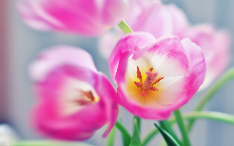 Pink Tulips in Bloom — Serene, Spring, Photograph, Flower