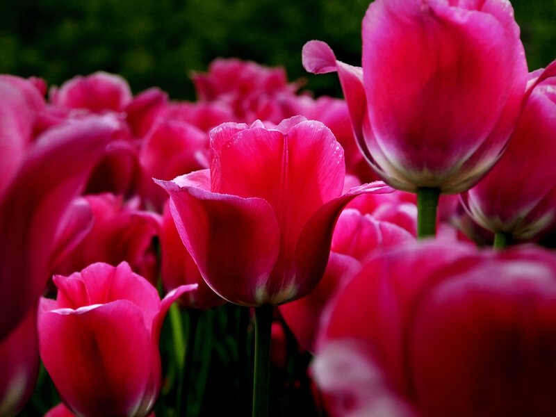 Pink Tulips in Bloom — Serene, Spring, Photograph, Flowers, Green Stems