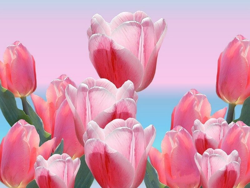 Pink Tulips in Bloom — Serene, Spring, Photograph, Flowers, Sky