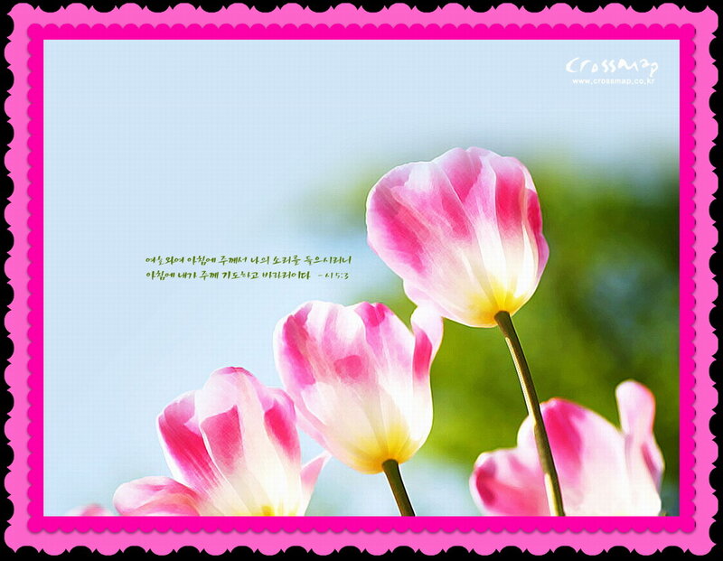 Pink Tulips in Bloom — Serene, Spring, Photograph, Flowers, Stem