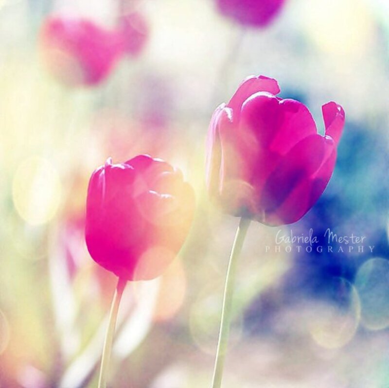 Pink Tulips in Bloom — Serene, Spring, Photograph, Flowers, Stems, Bokeh