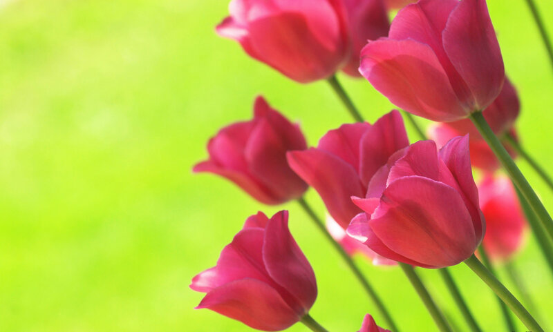 Pink Tulips in Bloom — Serene, Spring, Photograph, Flowers