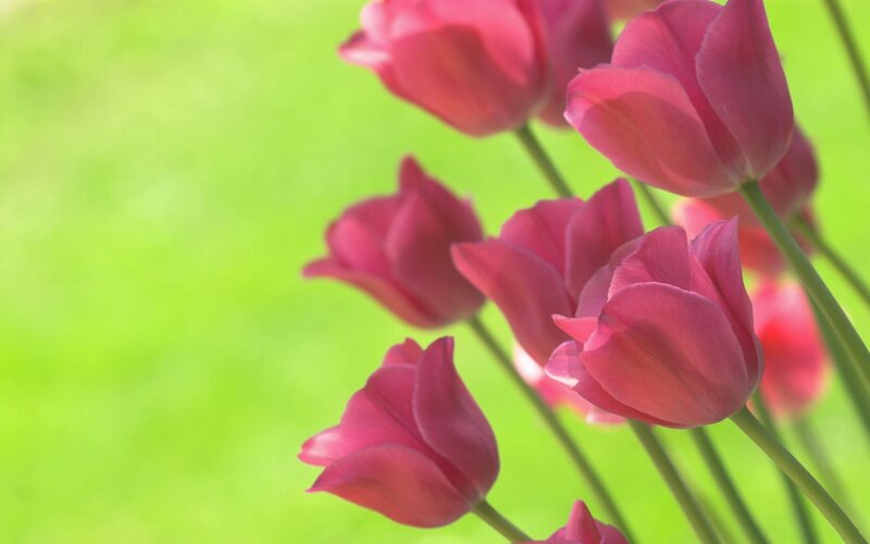 Pink Tulips in Bloom — Serene, Spring, Photograph, Green Grass, Flower Stems