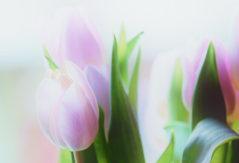 Pink Tulips in Bloom — Serene, Spring, Photograph, Green Leaves, Blossoms