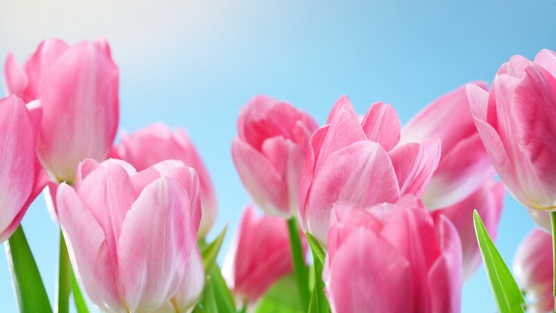 Pink Tulips in Bloom — Serene, Spring, Photograph, Green Leaves, Blue Sky