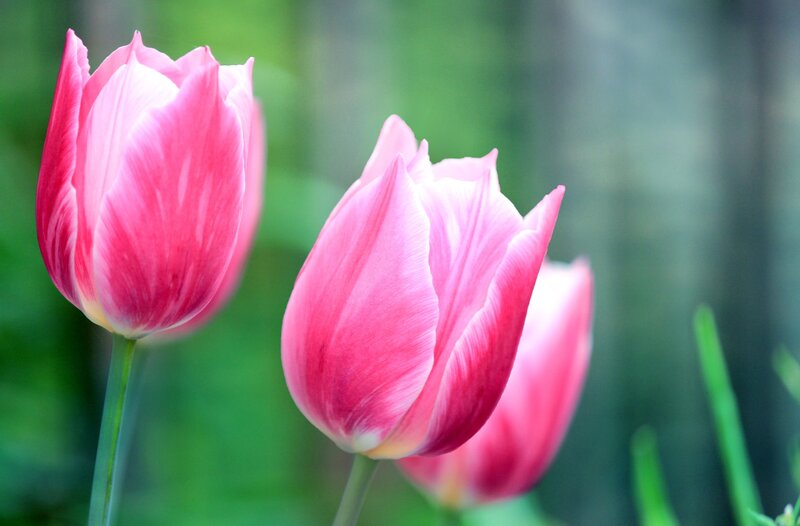 Pink Tulips in Bloom — Serene, Spring, Photograph, Green Leaves, Blurred Background