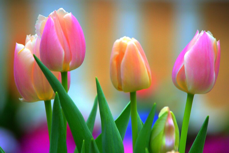 Pink Tulips in Bloom — Serene, Spring, Photograph, Green Leaves, Buds