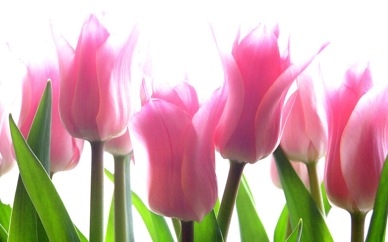 Pink Tulips in Bloom — Serene, Spring, Photograph, Green Leaves, Stems