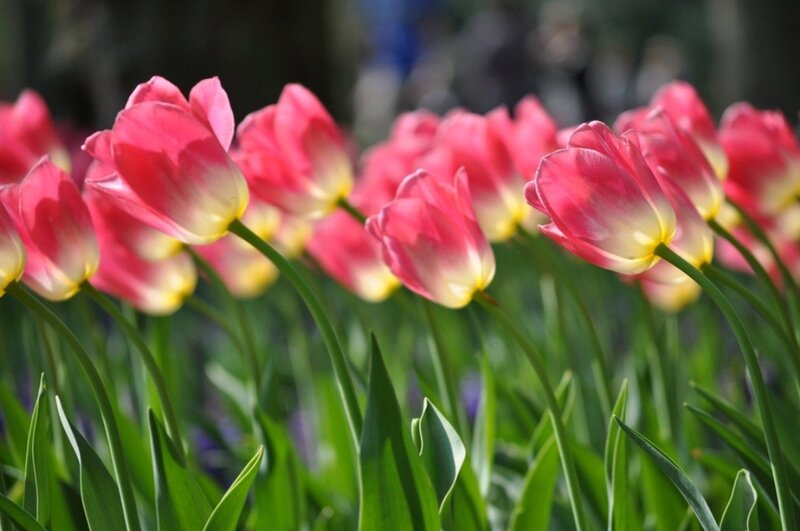 Pink Tulips in Bloom — Serene, Spring, Photograph, Green Leaves, Sunlight