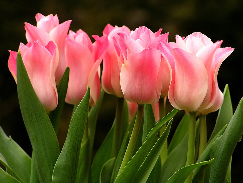 Pink Tulips in Bloom — Serene, Spring, Photograph, Green Leaves