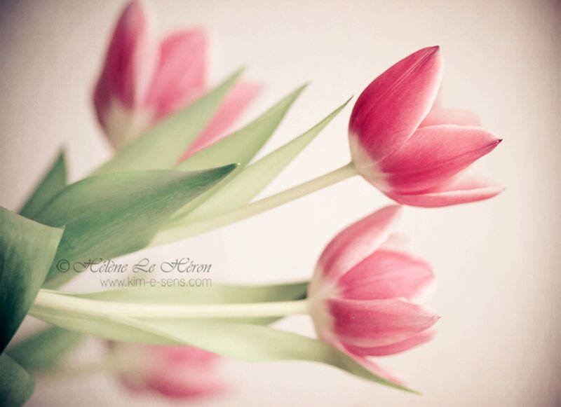 Pink Tulips in Bloom — Serene, Spring, Photograph, Green Leaves, White Background