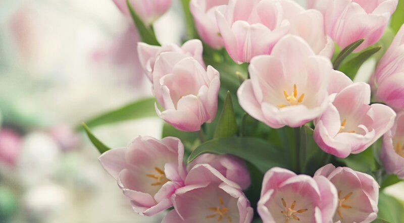 Pink Tulips in Bloom — Serene, Spring, Photograph, Green Leaves, Yellow Stamen