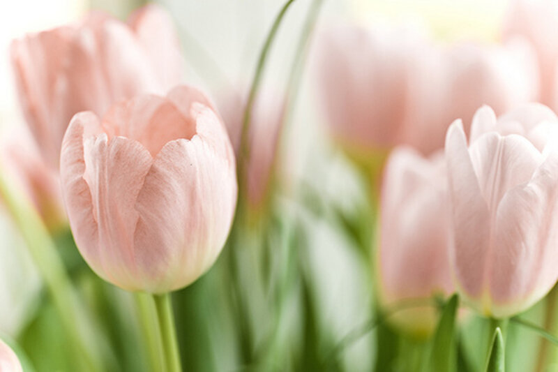 Pink Tulips in Bloom — Serene, Spring, Photograph, Green Stems, Bloomed Flowers