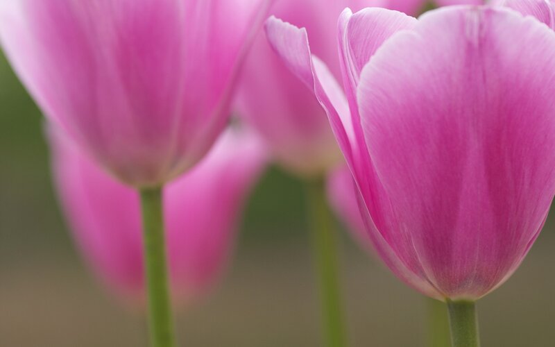 Pink Tulips in Bloom — Serene, Spring, Photograph, Green Stems, Blurred Background, Green