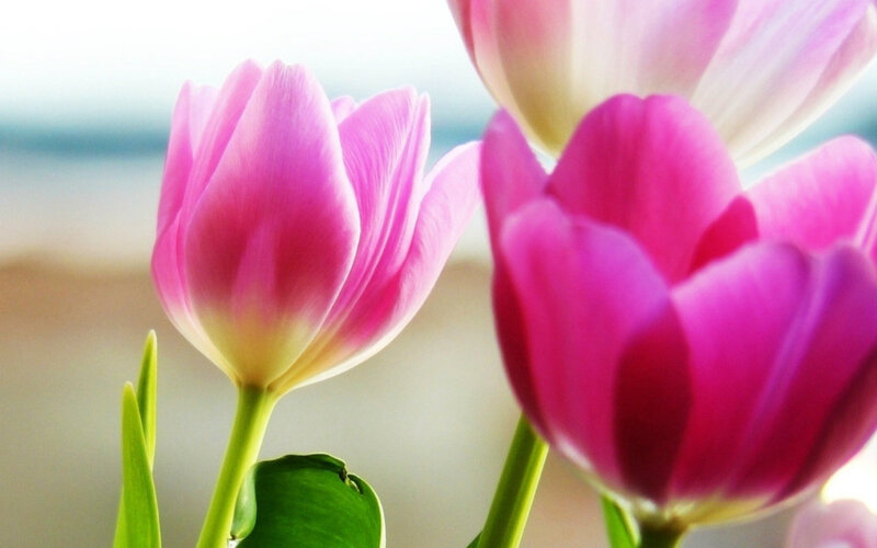 Pink Tulips in Bloom — Serene, Spring, Photograph, Green Stems, Leaves, Blurred Background