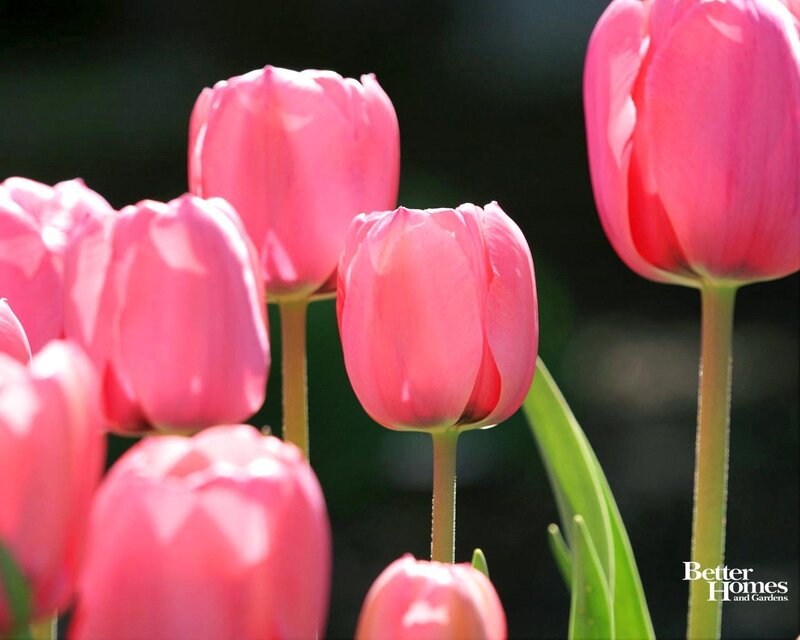 Pink Tulips in Bloom — Serene, Spring, Photograph, Green Stems, Leaves