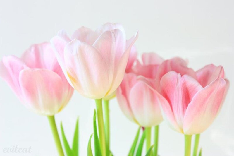Pink Tulips in Bloom — Serene, Spring, Photograph, Green Stems